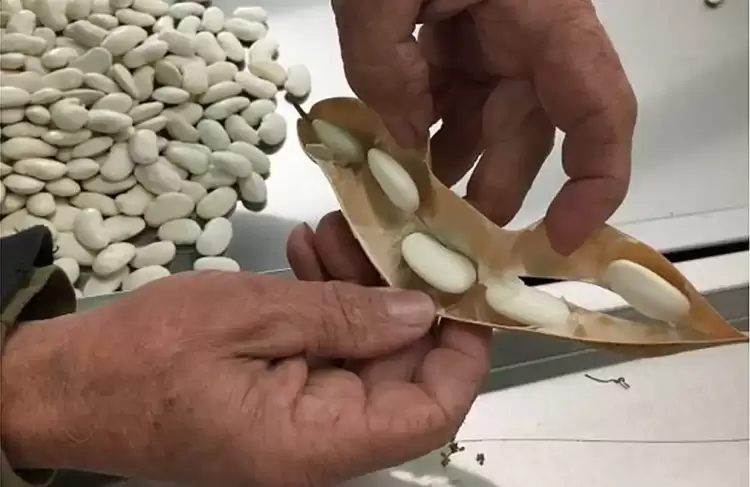 Προβλήματα των φασολοπαραγωγών στις Π.Ε. Καστοριάς και Π.Ε. Φλώρινας