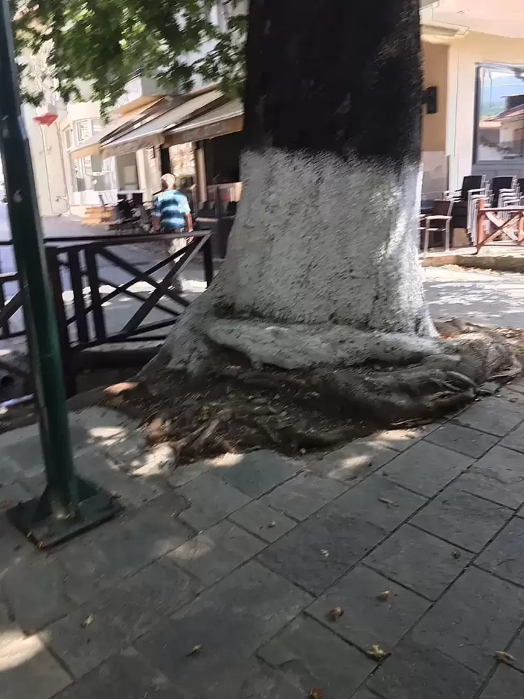 Ρίζες – φίδια στη Λευκοπηγή…