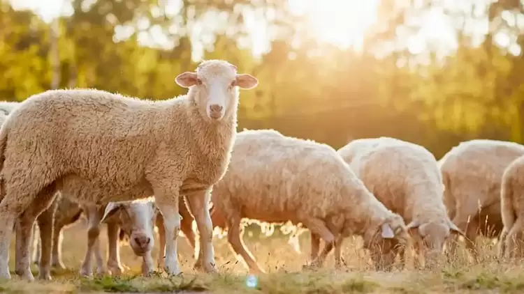 Αυτόματο προσχέδιο