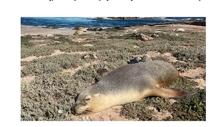 Θαλάσσια λιοντάρια βοηθούν τους επιστήμονες να εξερευνήσουν ωκεανούς Αυτόματο προσχέδιο