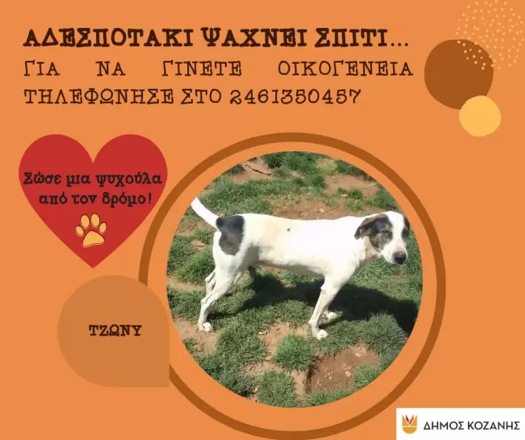 Δήμος Κοζάνης: «Υιοθέτησε ένα αδεσποτάκι» – Κάλεσε στο 2461350457 (Φωτογραφίες) Δήμος Κοζάνης: «Υιοθέτησε ένα αδεσποτάκι» – Κάλεσε στο 2461350457 (Φωτογραφίες)