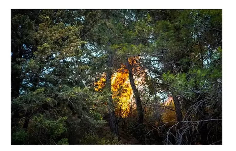 Φωτιά στην Αττική: Το «επιθετικό πεύκο» και άλλοι μύθοι – Οι ειδικοί εξηγούν