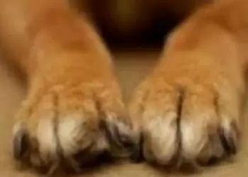 Καστοριά: Αδέσποτο τσομπανόσκυλο δάγκωσε δύο 8χρονα παιδιά