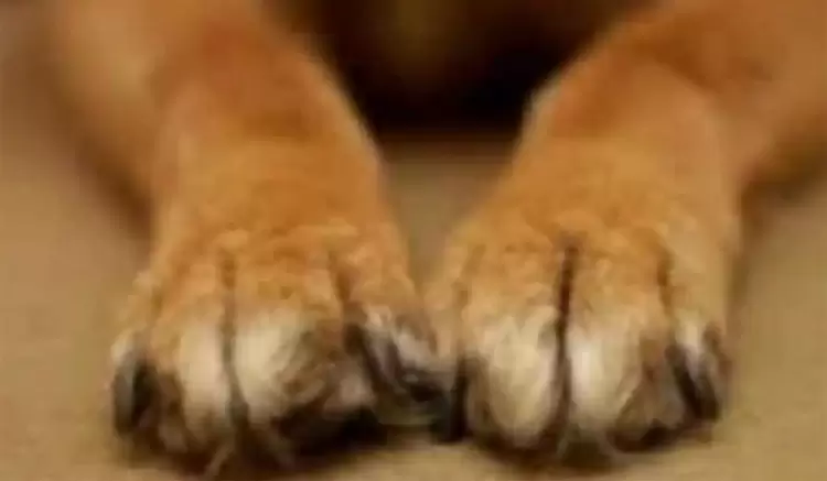 Καστοριά: Αδέσποτο τσομπανόσκυλο δάγκωσε δύο 8χρονα παιδιά (εικόνες) Καστοριά: Αδέσποτο τσομπανόσκυλο δάγκωσε δύο 8χρονα παιδιά