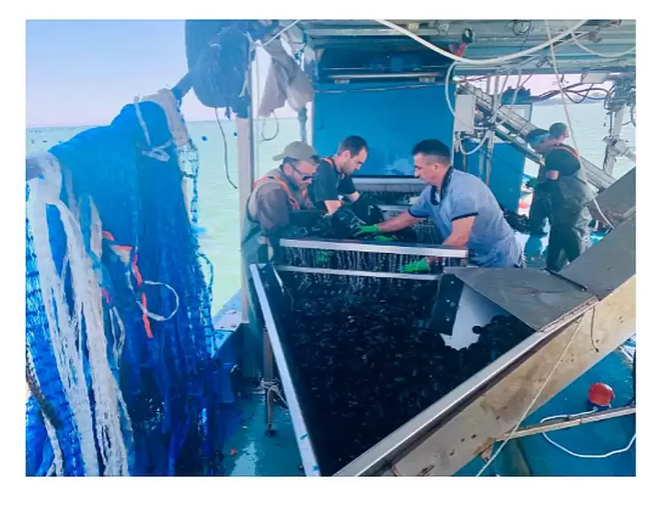 Μεγάλη καταστροφή για τις μυδοκαλλιέργειες σε Θεσσαλονίκη και Πιερία λόγω του παρατεταμένου καύσωνα Μεγάλη καταστροφή για τις μυδοκαλλιέργειες σε Θεσσαλονίκη και Πιερία λόγω του παρατεταμένου καύσωνα