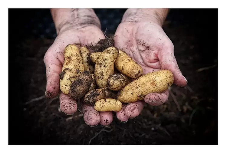 Πατάτα: Σημάδια ανάκαμψης στην παραγωγή της ΕΕ το 2023