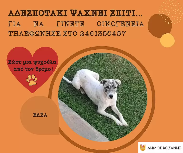 «Υιοθέτησε ένα αδεσποτάκι»