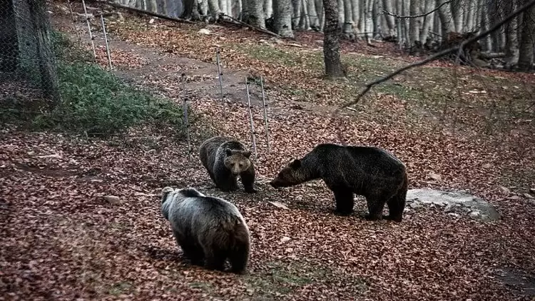 Αρκούδα πνίγηκε σε φυτώριο στην Καστοριά