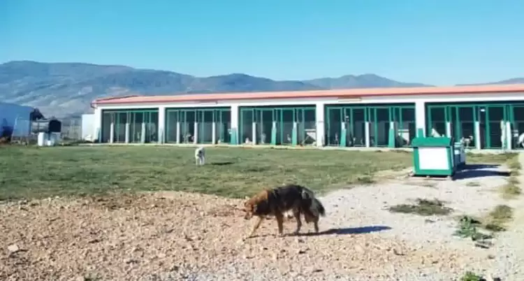 Δήμο Εορδαίας: Κάλεσμα για ξενάγηση στο δημοτικό καταφύγιο Δήμο Εορδαίας: Κάλεσμα για ξενάγηση στο δημοτικό καταφύγιο