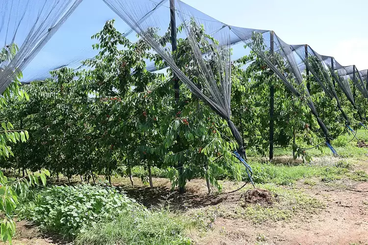 ΕΛΓΑ: Παρατείνεται ο διαγωνισμός για το πρόγραμμα χαλαζικής προστασίας