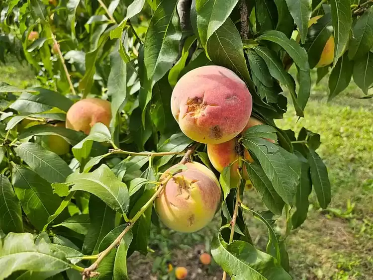 ΚΚΕ: Καταστροφές από χαλαζόπτωση σε καλλιέργειες στο αγρόκτημα Βελβεντού – Πλατανορέματος στην Π.Ε. Κοζάνης