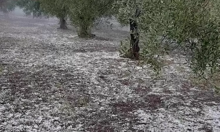 Κοζάνη: Σημαντικές ζημιές στους ελαιώνες Ιμέρων από την χαλαζόπτωση του Σαββάτου