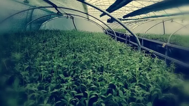 Η παραγωγή στέβιας μαγνήτης για τους Έλληνες καπνοκαλλιεργητές και όχι μόνο