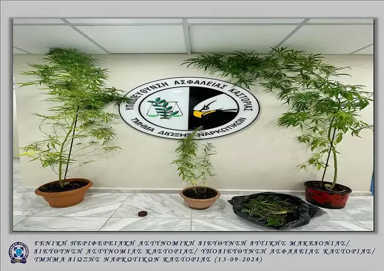 Συνελήφθη 61χρονος για καλλιέργεια 4 δενδρυλλίων κάνναβης και κατοχή ναρκωτικών στην πόλη της Καστοριάς