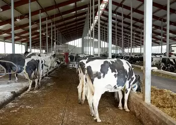 Aπόκτηση Πιστοποιητικού Ικανότητας Κτηνοτρόφου Σπερματεγχύτη