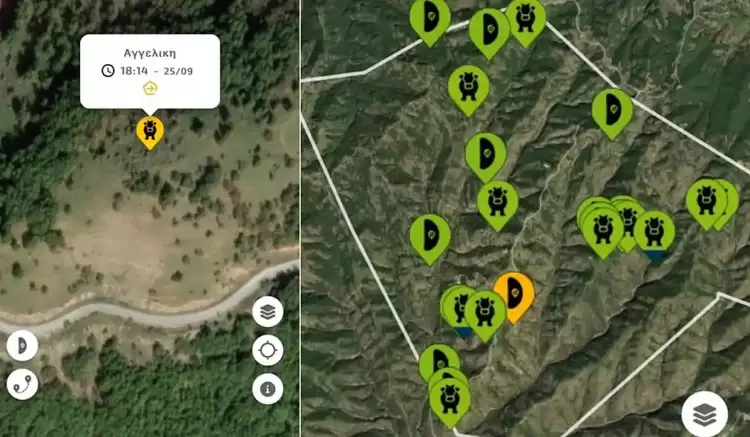 Αγελαδοτρόφος βόσκει με… Gps τις αγελάδες του – Ελέγχει το κοπάδι με κινητό (βίντεο)