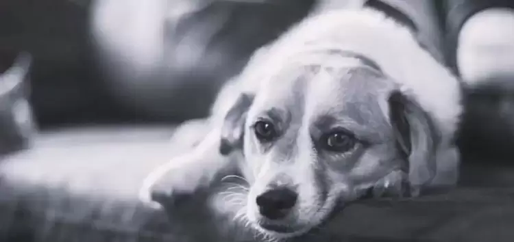 Δήμος Αμυνταίου: Αποτροπιασμός από τη Δημοτική Αρχή για τη θανάτωση σκύλου στο Μανιάκι Αποτροπιασμός από τη Δημοτική Αρχή για τη θανάτωση σκύλου στο Μανιάκι