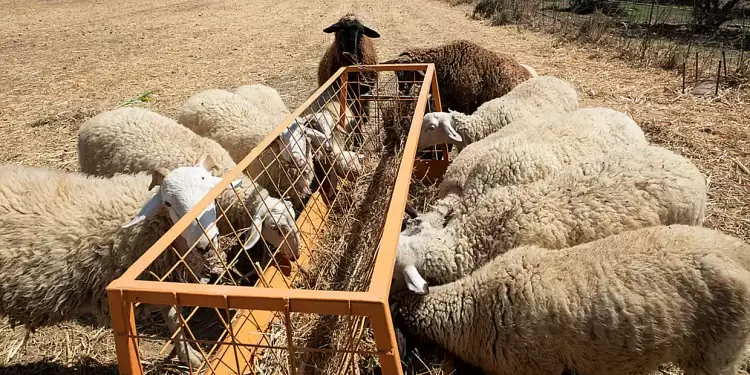 Δημοσιεύθηκε το ΦΕΚ για τις αυξημένες αποζημιώσεις σε κτηνοτρόφους τα ζώα των οποίων επλήγησαν από πανώλη κι ευλογιά