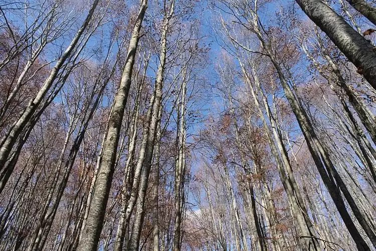 Ο Ελληνικός Ορειβατικός Σύνδεσμος, ΕΟΣ Κοζάνης διοργανώνει ορειβασία στο Βέρμιο την Κυριακή 3.11.2024