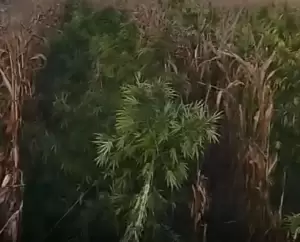 Βοιωτία: Βρέθηκε μία από τις μεγαλύτερες χασισοφυτείες στη χώρα με 8.000 δενδρύλλια και εκτιμώμενη αξία 15. εκατ. ευρώ Βοιωτία: Βρέθηκε μία από τις μεγαλύτερες χασισοφυτείες στη χώρα με 8.000 δενδρύλλια και εκτιμώμενη αξία 15. εκατ. ευρώ