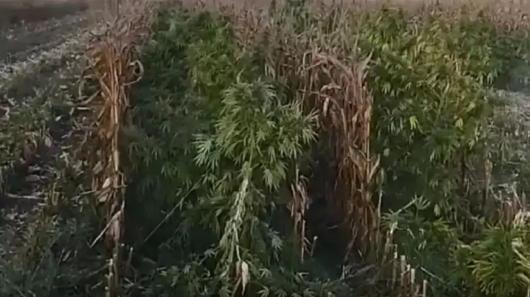 Βοιωτία: Βρέθηκε μία από τις μεγαλύτερες χασισοφυτείες στη χώρα με 8.000 δενδρύλλια και εκτιμώμενη αξία 15. εκατ. ευρώ Βοιωτία: Βρέθηκε μία από τις μεγαλύτερες χασισοφυτείες στη χώρα με 8.000 δενδρύλλια και εκτιμώμενη αξία 15. εκατ. ευρώ