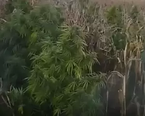 Βοιωτία: Βρέθηκε μία από τις μεγαλύτερες χασισοφυτείες στη χώρα με 8.000 δενδρύλλια και εκτιμώμενη αξία 15. εκατ. ευρώ Βοιωτία: Βρέθηκε μία από τις μεγαλύτερες χασισοφυτείες στη χώρα με 8.000 δενδρύλλια και εκτιμώμενη αξία 15. εκατ. ευρώ