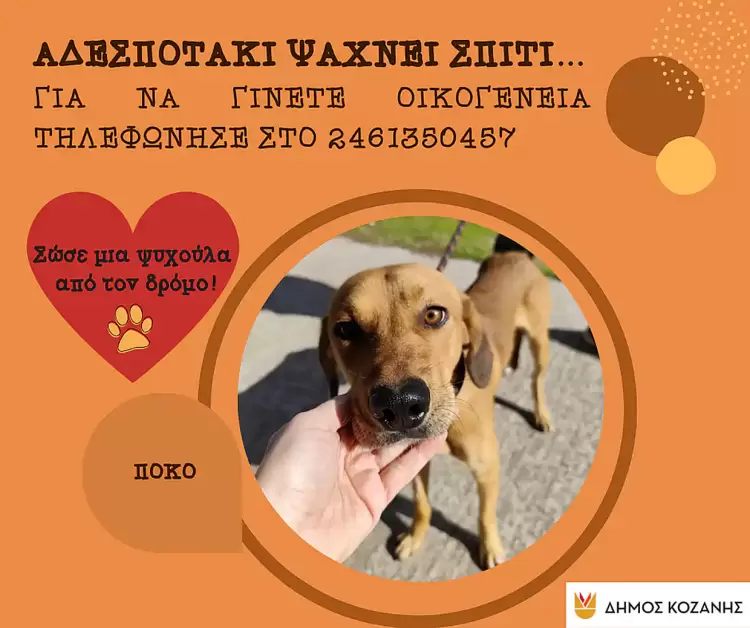 Δήμος Κοζάνης: «Υιοθέτησε ένα αδεσποτάκι» – Κάλεσε στο 2461350457