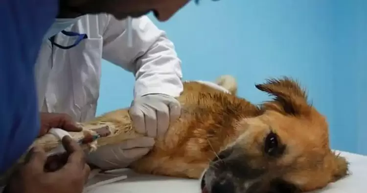 Δήμος Εορδαίας:  διοργάνωσε διήμερο στειρώσεων για τις δεσποζόμενες γάτες και δεσποζόμενους σκύλους ευπαθών ομάδων