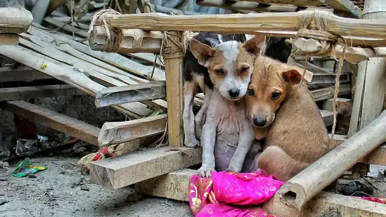 Δήμος Εορδαίας: Δωρεάν στειρώσεις ζώων συντροφιάς Δήμος Εορδαίας: Δωρεάν στειρώσεις ζώων συντροφιάς