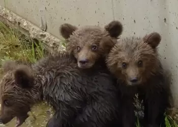 Εισαγγελική έρευνα για τα δύο μικρά αρκουδάκια που βρέθηκαν νεκρά
