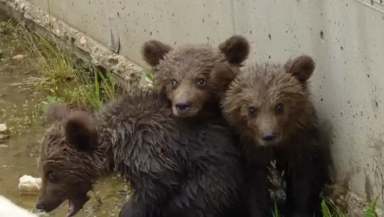 Εισαγγελική έρευνα για τα δύο μικρά αρκουδάκια που βρέθηκαν νεκρά