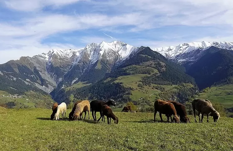 Η ελληνική κτηνοτροφία σήμερα μετά την πανώλη, την ευλογιά και τον Ντάνιελ