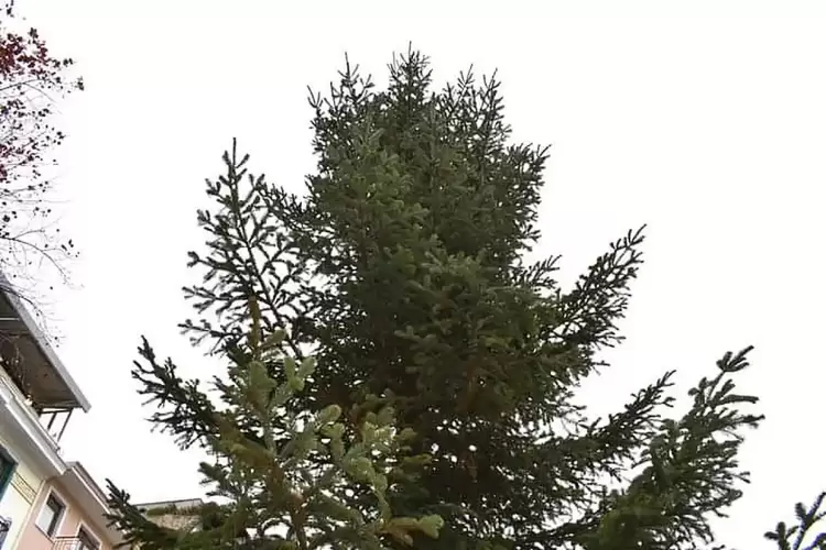 Έτοιμο το χριστουγεννιάτικο δέντρο στην Κοζάνη