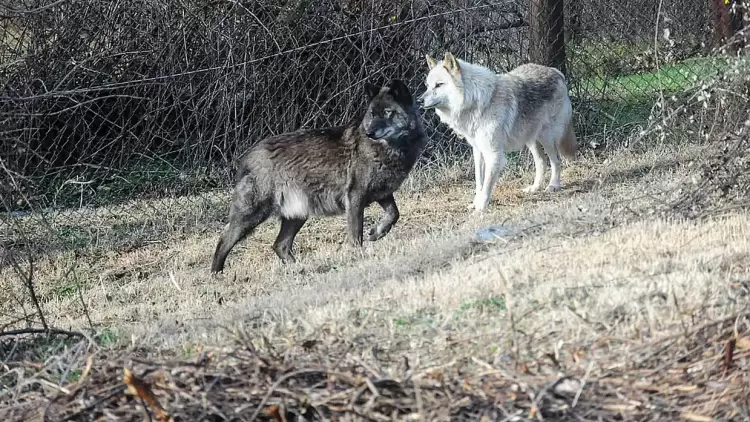 Λύκος κατασπάραξε κυνηγόσκυλο σε περιοχή της Εορδαίας