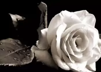 Μεγάλη θλίψη σκόρπισε η είδηση του θανάτου του Σταύρου Ιωαννίδη, που έφυγε από τη ζωή σε ηλικία 72 ετών.