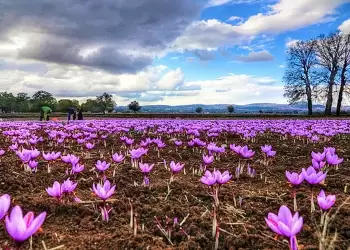 Οι παραγωγοί κρόκου σε αδιέξοδο λόγω κλιματικής αλλαγής