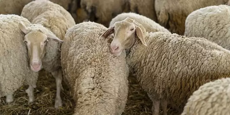 Τα μέτρα της Γενικής Διεύθυνσης Κτηνιατρικής του ΥΠΑΑΤ για την ευλογία