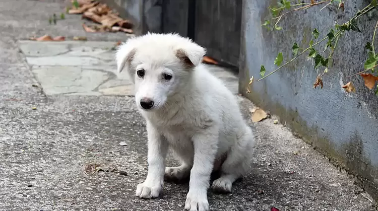 5 εκ. ευρώ κατανέμεται σε δήμους της χώρας για την υλοποίηση δράσεων διαχείρισης αδέσποτων ζώων συντροφιάς. 34.600 ευρώ στον Δήμο Κοζάνης