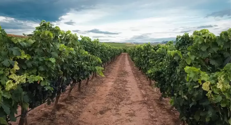 Αναδιάρθρωση και μετατροπή αμπελώνων Αναδιάρθρωση και μετατροπή αμπελώνων
