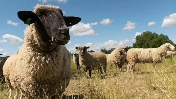 Δεύτερο κύμα αποζημιώσεων σε κτηνοτρόφους για πανώλη κι ευλογιά
