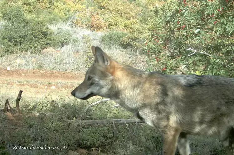 Η φύση τελεί υπό επίθεση: Η προστασία του λύκου υποβαθμίζεται στη Σύμβαση της Βέρνης Η φύση τελεί υπό επίθεση: Η προστασία του λύκου υποβαθμίζεται στη Σύμβαση της Βέρνης