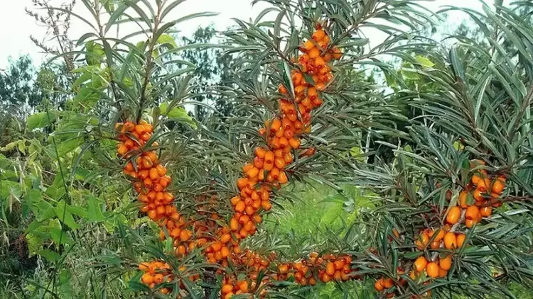 Tο ΑΠΘ εξελίσσει την καλλιέργεια ιπποφαούς μέσα από τεχνολογίες ακριβείας Tο ΑΠΘ εξελίσσει την καλλιέργεια ιπποφαούς μέσα από τεχνολογίες ακριβείας