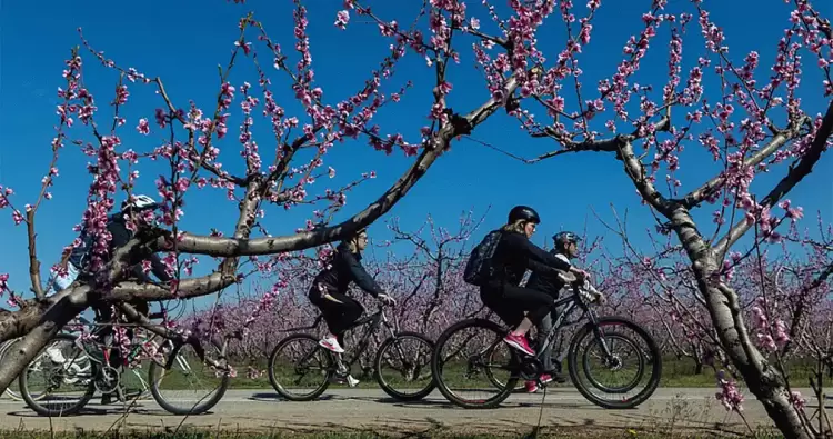 Αυτόματο προσχέδιο
