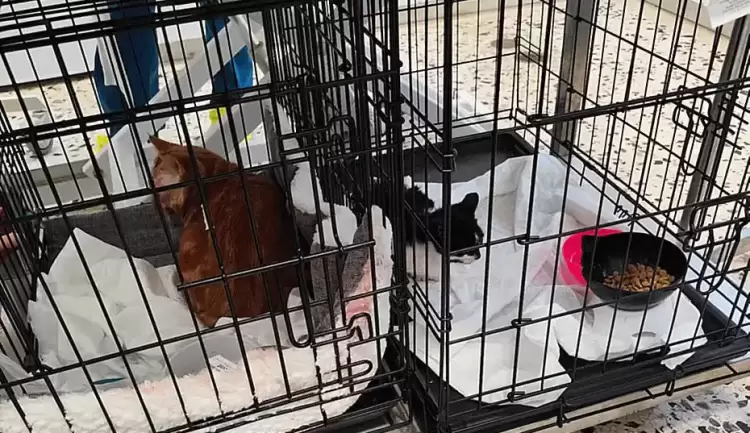 Δήμος Κοζάνης: Άλλες 63 στειρώσεις αδέσποτων ζώων συντροφιάς και δεσποζόμενων ζώων ευπαθών κοινωνικών ομάδων