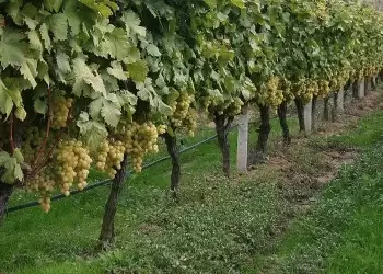 Ένας αμπελώνας στην καρδιά ενός «κρατήρα» λιγνίτη στο Αμύνταιο