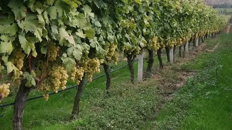 Ένας αμπελώνας στην καρδιά ενός «κρατήρα» λιγνίτη στο Αμύνταιο