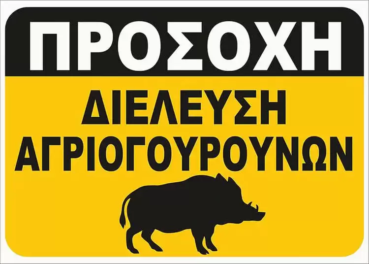 Κίνδυνος από διελεύσεις αγριογούρουνων στην περιοχή της Γαλατινής Κίνδυνος από διελεύσεις αγριογούρουνων στην περιοχή της Γαλατινής