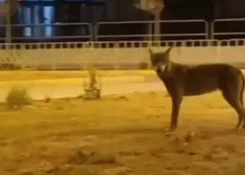 Λύκος βγήκε… βόλτα στην Πτολεμαΐδα – Προειδοποιήσεις κυνηγών για επιθέσεις