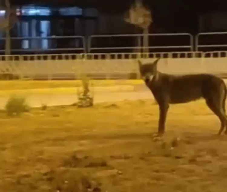 Λύκος βγήκε… βόλτα στην Πτολεμαΐδα – Προειδοποιήσεις κυνηγών για επιθέσεις