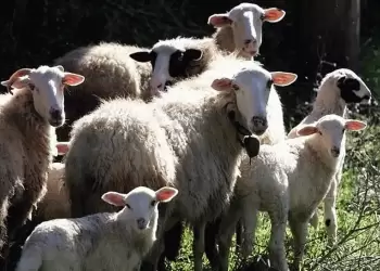 Digi4live: Το ευρωπαϊκό πρόγραμμα που «παντρεύει» τεχνολογία και κτηνοτροφικό τομέα